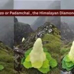 Taller than humans, blooming once in seven years: Meet the rare Himalayan ‘Diamond’ flower that defies nature |