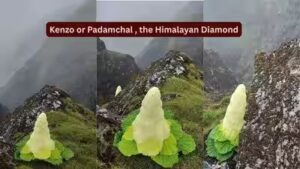 Taller than humans, blooming once in seven years: Meet the rare Himalayan ‘Diamond’ flower that defies nature |