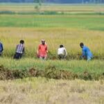 Kharif acreage falls 16%, but ethanol effect boosts sugarcane | India News
