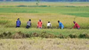 Kharif acreage falls 16%, but ethanol effect boosts sugarcane | India News