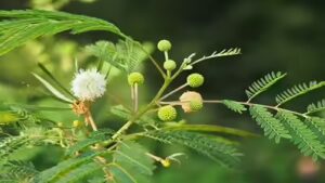 Thailand in the 1950s planted millions of leucaena trees for fodder and reforestation, but scientists now say they have spread into natural forests, replacing native vegetation with dense single-species stands | World News