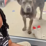 Meet Nehemiah Turner: The 11-year-old Florida boy who spent more than 100 hours reading to shelter animals and changed countless lives by helping anxious pets find forever homes | World News