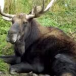 In 1904, Newfoundland released four moose to attract hunters; their population later reached 200,000 and began reshaping the island’s forests