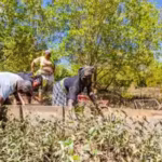 More than 4,000 Kenyan students came together to plant mangroves in a bid to set a Guinness World Record | World News