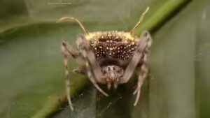 Amazon: Scientists found a spider in the Amazon that looks like a parasitic fungus so perfectly they first mistook it for a mushroom