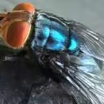 A dangerous parasite is spreading north through Central America into the US, and its weakness may be a very specific smell