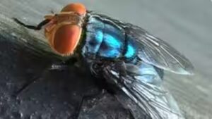 A dangerous parasite is spreading north through Central America into the US, and its weakness may be a very specific smell