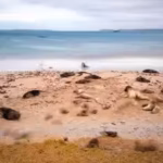 New Zealand is investing $202 million in a mega-operation aimed at restoring three islands destroyed by invasive species, with the help of Maori natives