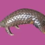 Scientists studied pangolin DNA from seven countries and rediscovered a Himalayan species that had been overlooked since 1836
