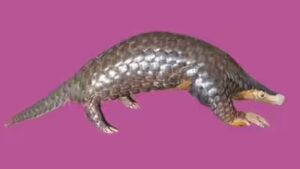 Scientists studied pangolin DNA from seven countries and rediscovered a Himalayan species that had been overlooked since 1836