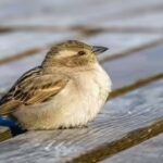 In 1851, New York released house sparrows to eat caterpillars damaging city trees; within 50 years, the birds had colonised nearly the entire continental US | World News