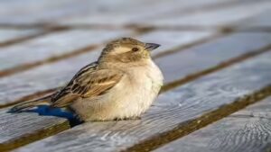 In 1851, New York released house sparrows to eat caterpillars damaging city trees; within 50 years, the birds had colonised nearly the entire continental US | World News