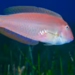 These fish are born female and later become male; heavy fishing may be changing them at the molecular level