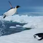 Scientists tracked more than 6,000 penguin dives beneath Antarctic sea ice and found that prey may become harder to reach, even when it has not disappeared