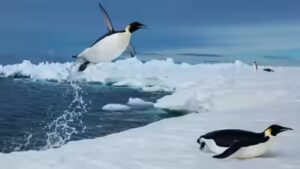 Scientists tracked more than 6,000 penguin dives beneath Antarctic sea ice and found that prey may become harder to reach, even when it has not disappeared