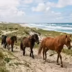 Sable Island is a remote sand island with no permanent residents, yet hundreds of wild horses roam freely across its shifting dunes | World News