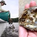 Scientists are planting 30 million oysters in the Chesapeake Bay to restore water quality and marine life in one of America’s largest restoration projects |