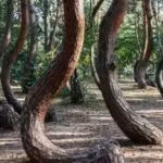 Scientists are racing to solve the mystery of Poland’s 90-year-old Crooked Forest before its bizarre C-shaped pine trees die out forever |