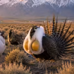 Scientists deploy robot birds in Wyoming’s Grand Teton National Park to lure a critically declining local sage-grouse population away from an airport and revive its numbers | World News