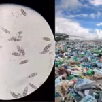 Scientists discovered a plastic-eating fungus in the Amazon rainforest that survives without oxygen and could one day help tackle landfill waste worldwide |