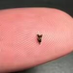 Scientists found ancient teeth smaller than a fingertip; they are rewriting early primate history |