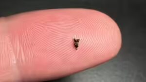 Scientists found ancient teeth smaller than a fingertip; they are rewriting early primate history |