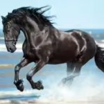 Spanish proverb of the day: ‘Don’t look at the teeth of a gifted horse’ — Value the gesture more than the material quality of what you receive