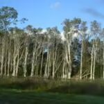 The United States in 1906 planted Australian melaleuca trees to drain Florida’s wetlands, but scientists now say they spread across nearly 500,000 acres, replacing native sawgrass marshes with dense invasive forests that alter fire and water cycles | World News