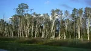 The United States in 1906 planted Australian melaleuca trees to drain Florida’s wetlands, but scientists now say they spread across nearly 500,000 acres, replacing native sawgrass marshes with dense invasive forests that alter fire and water cycles | World News
