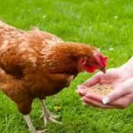 Swedish proverb of the day: ‘Even a blind hen finds a grain sometimes’ — A simple image with a profound lesson about opportunity, persistence, and human nature