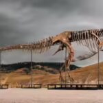 One of the world’s largest T. rex skeletons is heading to auction with a price tag of up to $30 million, and the 67-million-year-old giant could become the next record-breaking dinosaur fossil sale