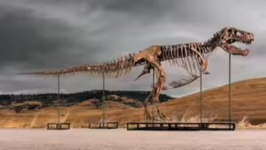 One of the world’s largest T. rex skeletons is heading to auction with a price tag of up to $30 million, and the 67-million-year-old giant could become the next record-breaking dinosaur fossil sale