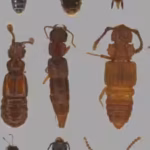 In 1967, an ecologist predicted tropical mountains would trap heat-sensitive species; nearly 60 years later, tests on over 100 beetles support his warning
