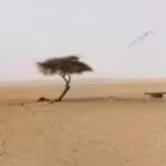 The world’s loneliest tree had no other tree within 400 km across the Sahara Desert and roots over 30 metres deep to reach hidden groundwater, then one drunk truck driver knocked it down after 300 years of survival | World News