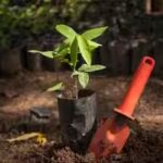 Bangladesh plans to plant 250 million trees in five years; conservationists warn the wrong trees could damage entire ecosystems