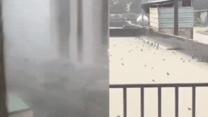 Slithering snakes, lakhs on the run: Twin typhoons batter China; scary visuals emerge
