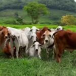 ‘Biological terrorism’ in occupied Ukraine? Kyiv accuses Russia of creating anthrax outbreak risk