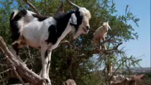 Why do goats climb trees in Morocco: The surprising science behind their forest-saving habit |