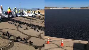 Why Los Angeles dropped 96 million black balls into drinking water | World News