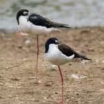 Hawaii had only 200 of these birds left. After 50 years of wetland restoration, more than 1,500 have returned