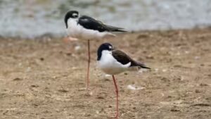 Hawaii had only 200 of these birds left. After 50 years of wetland restoration, more than 1,500 have returned