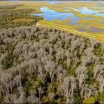 The Australian tree dropped from aeroplanes over Florida’s Everglades that spread across nearly 500,000 acres | World News