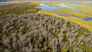 The Australian tree dropped from aeroplanes over Florida’s Everglades that spread across nearly 500,000 acres | World News