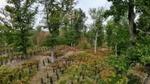 In 2022, France promised 1 billion trees within a decade; four years later, a court struck down the decree funding the programme