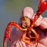 In 1974, Spain imported two tons of American red crayfish for aquaculture; 50 years later, the species cannot be removed