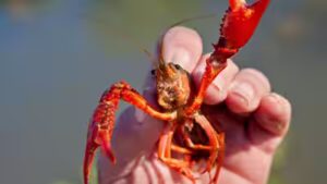 In 1974, Spain imported two tons of American red crayfish for aquaculture; 50 years later, the species cannot be removed