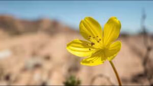 A rare yellow-flowered California plant unseen since 1957 has been rediscovered after 68 years |