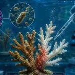 Florida laboratory tests exposed endangered Caribbean corals to predatory bacteria; more than half showed no bleaching beyond the infection site