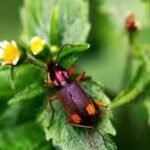 The insect that carries its own bomb: How the bombardier beetle turns chemistry into a weapon against its predators