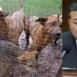 North Koreans told to eat dog meat soup to beat summer heat